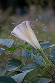 Sacred datura (Datura wrightii) flower, Gard, France