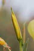 Bouton de fleur d'Onagre de Glaziou (Oenothera glazioviana), Gard, France