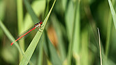 Small red Damselfly (Ceriagrion tenellum) on reed leaf (Phragmites sp), Provence, France