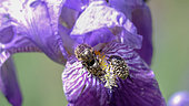 Oxythyrea (Oxythyrea funesta) on Iris flower, Provence, France