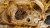 European hornet (Vespa crabro) ventilating the nest entrance, Provence, France