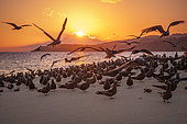 Noddis bruns (Anous stolidus) sur l'Îlot de sable blanc de Sazilé au coucher du soleil, Mayotte