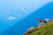 Alpine Chamois (Rupicapra rupicapra) at rest on rock, Slovakia