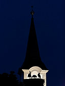 Silhouette of White Storks (Ciconia ciconia) nesting on a bell tower in blue hour after sunset, Slovakia