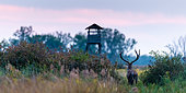 Red deer (Cervus elaphus) in front of a hunting stand, Slovakia