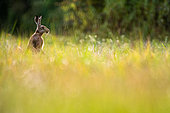 Brown hare (Lepus europaeus) standing in the grass, Slovakia