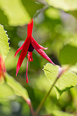 Hardy fuchsia (Fuchsia magellanica) 'Riccartoni', fleur
