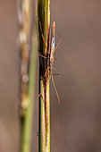 Scentless plant bug (Chorosoma schillingii) on stem, Gard, France
