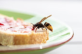 Asian predatory Hornet (Vespa velutina) attracted by a piece of bread and jam, Pyrénées-Orientales, France