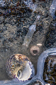 Common shrimp (Crangon crangon) in an intertidal pool, Cotes-d'Armor, France
