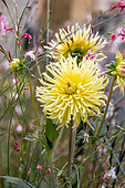 Yellow cactus dahlia and Lindheimer Gaura in flower in a garden. Female Lily Bush Cricket (Tylopsis lilifolia) hidden in the foliage, France