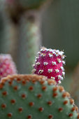 Polka dot Cactus (Opuntia microdasys var. rufida)