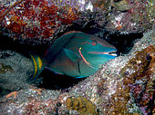 Spotlight parrotfish (Sparisoma viride) final stage in reef, Bonaire