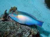 Princess parrotfish (Scarus taeniopterus) on reef, Bonaire