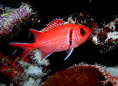 Blackbar soldierfish (Myripristis jacobus) in reef, Bonaire