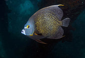 French angelfish (Pomacanthus paru) adult, Bonaire