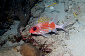 Squirrelfish (Holocentrus adscensionis) in reef, Bonaire