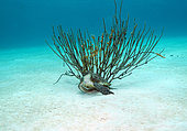 Tortue verte (Chelonia mydas) sous un corail sur du sable blanc, Bonaire