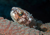 Longspined porcupinefish (Diodon holocanthus) on coral, Bonaire