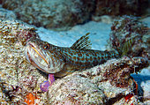 Inshore lizardfish (Synodus foetens) on the bottom, Bonaire, Netherlands Antilles,