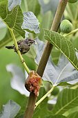 Sardinian Warbler (Sylvia melanocephala) in a Common Fig tree, France
