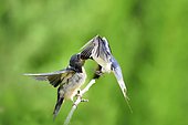 Barn swallow (Hirundo rustica) feeding her young on a branch France