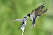 Barn swallow (Hirundo rustica) feeding her young on a branch France