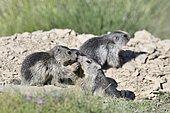 Alpine marmot (Marmota marmota) two subadult playing, France