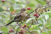 Blackbird Juvenile (Turdus merula) eating a Cherry, France