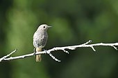 Black Redstart (Phoenicurus ochruros) on a branch, France