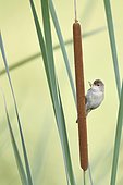 Reed Warbler (Acrocephalus scirpaceus) on a cattail, France