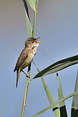 Reed Warbler (Acrocephalus scirpaceus) singing on reed, france
