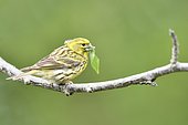 Serin (Serinus serinus) perched on a branch with a leaf in the beak, France