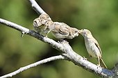 House sparrow (Passer domesticus) female feeding fledgling, France