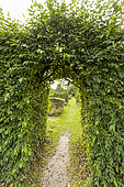 Hornbeam hedge (Carpinus betulus)