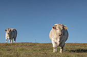 Charolais bull, Aveyron, France