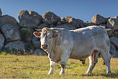 Charolais bull, Aveyron, France