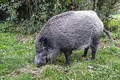 A 3 year old female wild boar, nicknamed 'Titine', who is used to human presence and has taken up residence in the pastures of Cap Hornu, Somme, France.