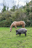 A 3 year old female wild boar, nicknamed 'Titine', who is used to human presence and has taken up residence in the pastures of Cap Hornu, Somme, France.