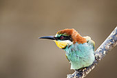 European Bee-eater (Merops apiaster) on a branch, Camargue, France