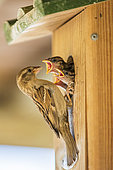 Male house sparrow (Passer domesticus) feeding its chicks in a nesting box in the ornithological park of Pont-de-Gau, Camargue, France