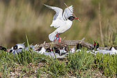 Mediterranean Gull (Ichthyaetus melanocephalus) carrying a branch for nest construction, at the Pont-de-Gau colony, Camargue, France