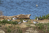 Common tern (Sterna hirundo) incubating in the larid colony of the ornithological park of Pont-de-Gau, Camargue, France