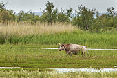Brava cow in a marsh in the Camargue, France