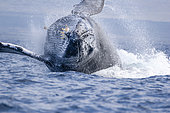 This breaching humpback whale, Megaptera novaeangliae, is about to make a very large splash, Hawaii.