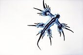This nudibranch, Glaucus atlanticus, is also known as the blue glaucus or sea swallow. These pelagic nudibranchs eat man-o-war jellyfish.