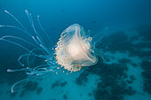 Crown jellyfish, Cephea cephea, Palau, Micronesia. The crown jellyfish is sometimes refered to as a cauliflower jellyfish.