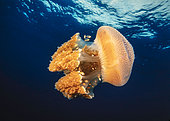 Rhizostome jellyfish (Thysanostoma thysanura), Andaman Sea, Thailand.