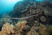 Venomous banded yellow-lipped sea snake, Laticauda colubrina, also known as a sea krait, Philippines.