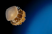 Rhizostome Jellyfish (Thysanostoma thysanura). Tulamben, Bali, Indonesia.